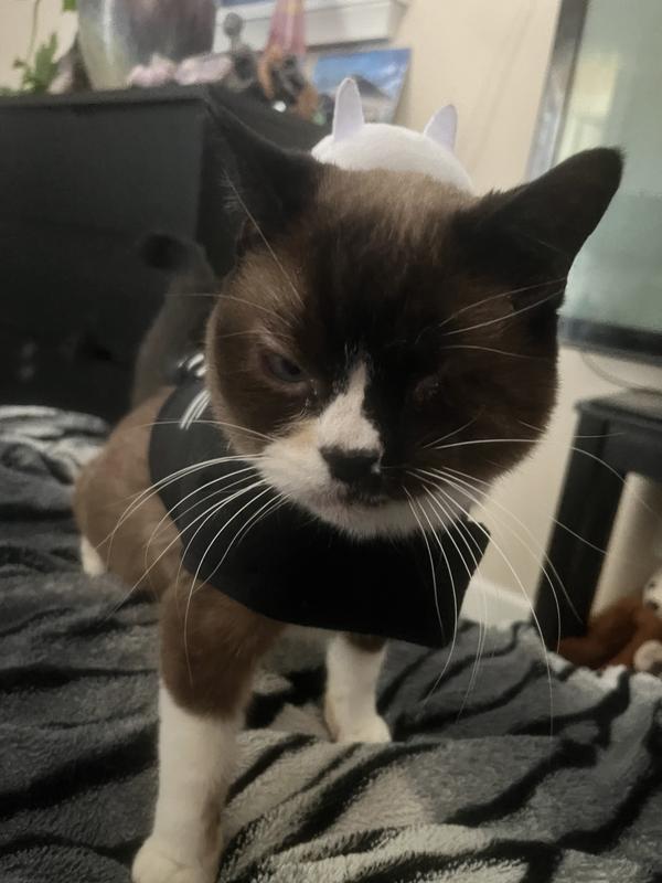 She’s not thrilled to try on her Halloween costume