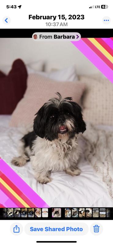 Stormy my 6 yr old female shih Tzu