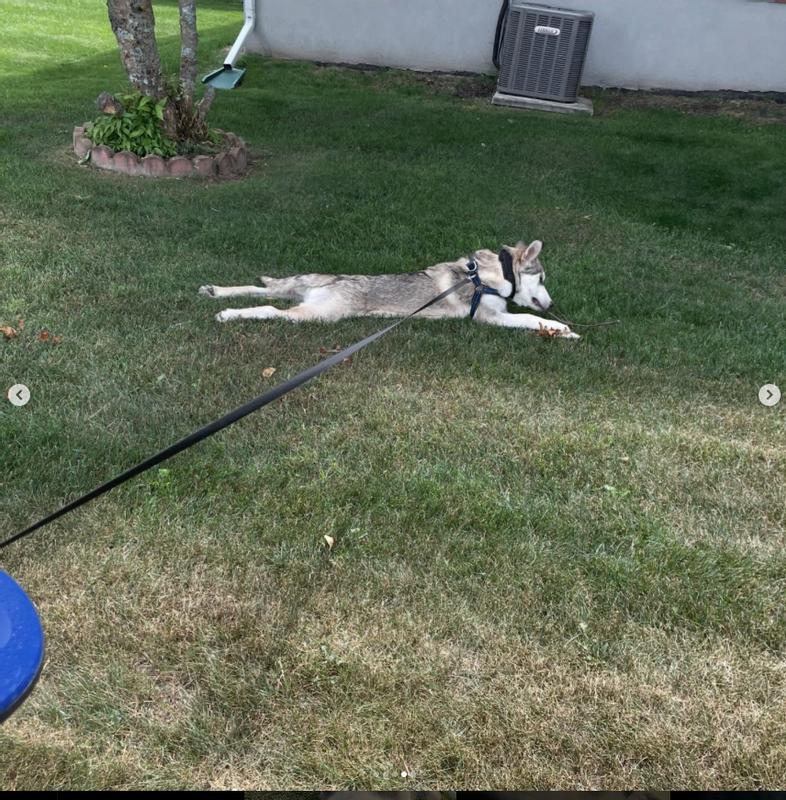 The great outdoors sploot !