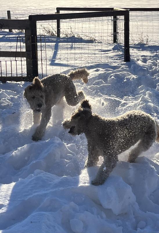 Snow day shenanigans