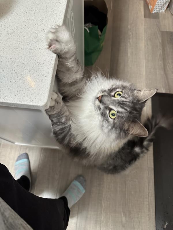 Artemis begging for Purina Broths!!