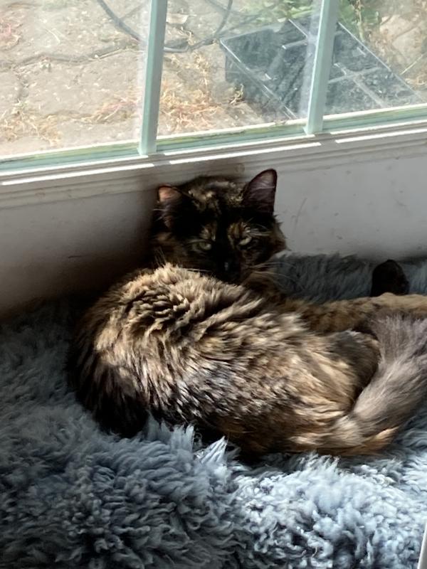 Resting From watching my friend the squirrel 🐿️ take peanuts outside the door window