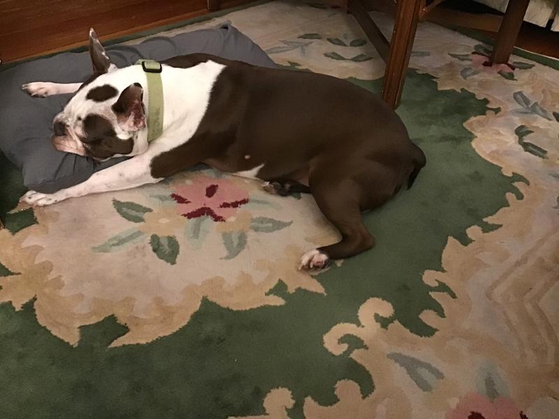 Oscar with his favourite pillow.