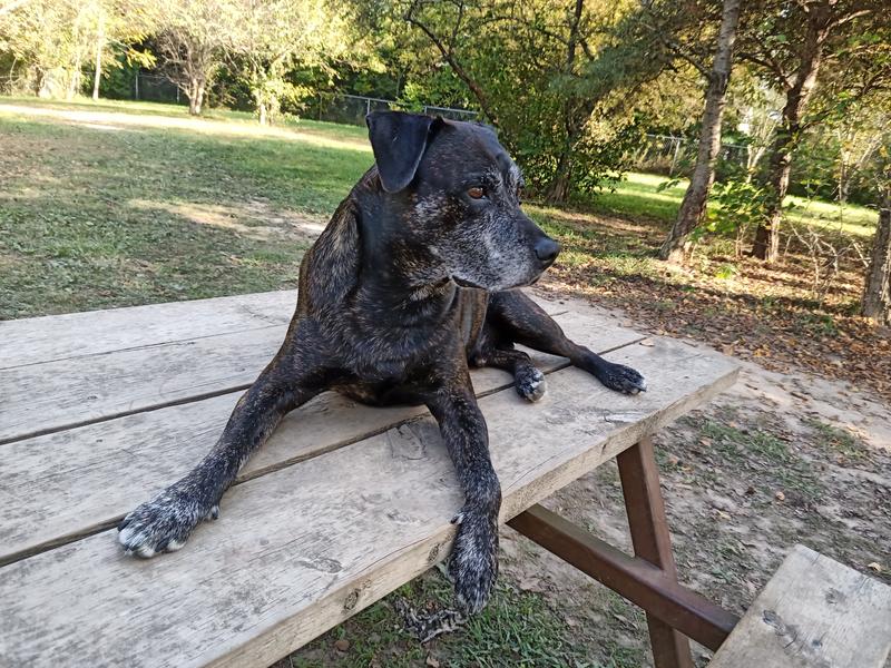 King Leo on his throne.