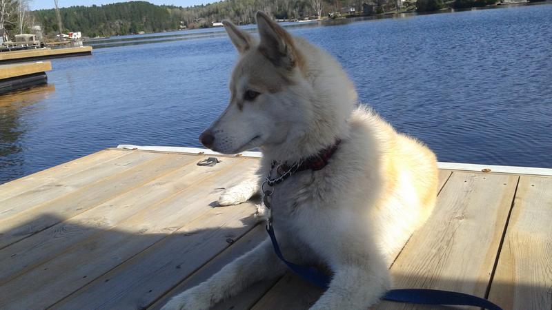 My Big Fur Ball named Bora!
