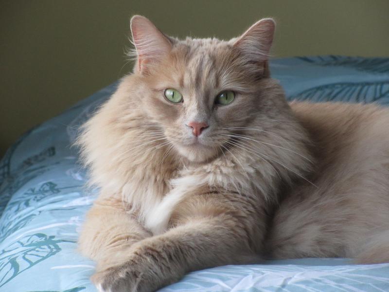 Photo - commentaire&nbsp;2.