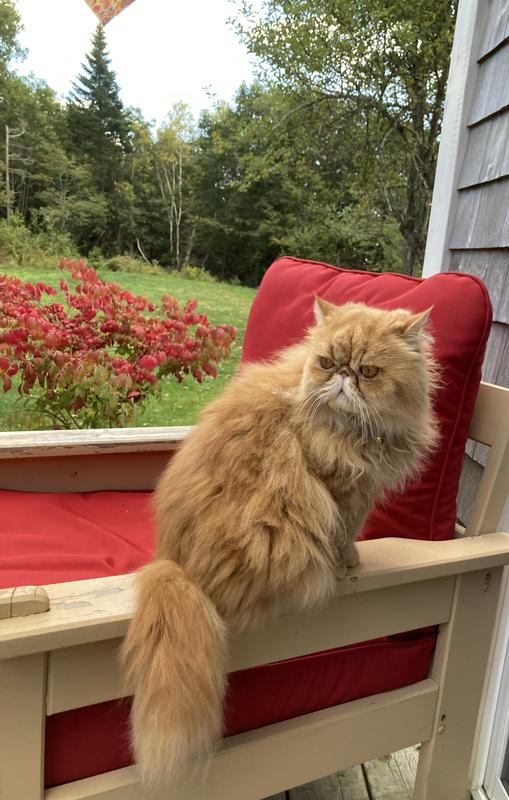 Reddie-Belle loving a warm fall day