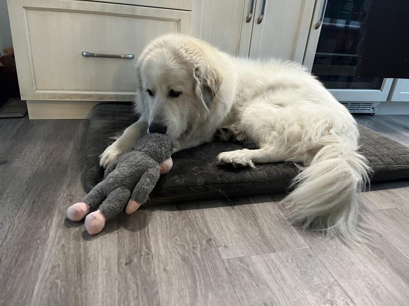 Edgar and his Birthday Gorilla!