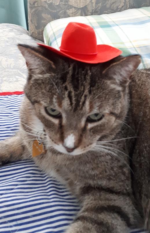 My dapper sweetie, Spice.