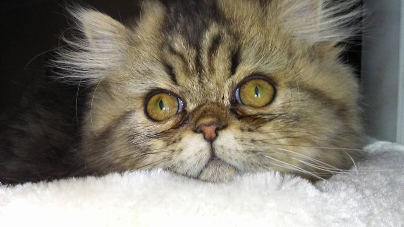 Et enfin voici notre petite chatte Persane qui s'appelle Yelle.