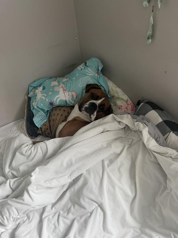 In bed after a good bowl of purina