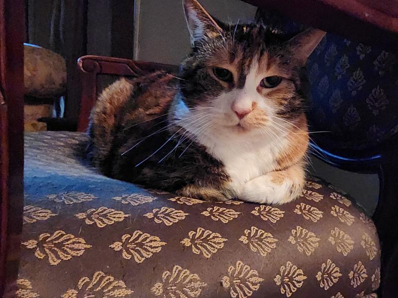 Luna after content after eating her Purina :)