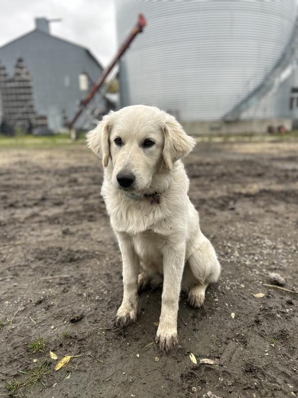 Photo - commentaire 4.