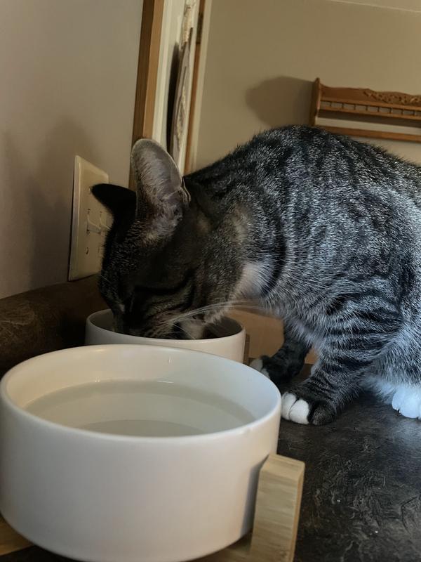 Happy kitty eating his dinner