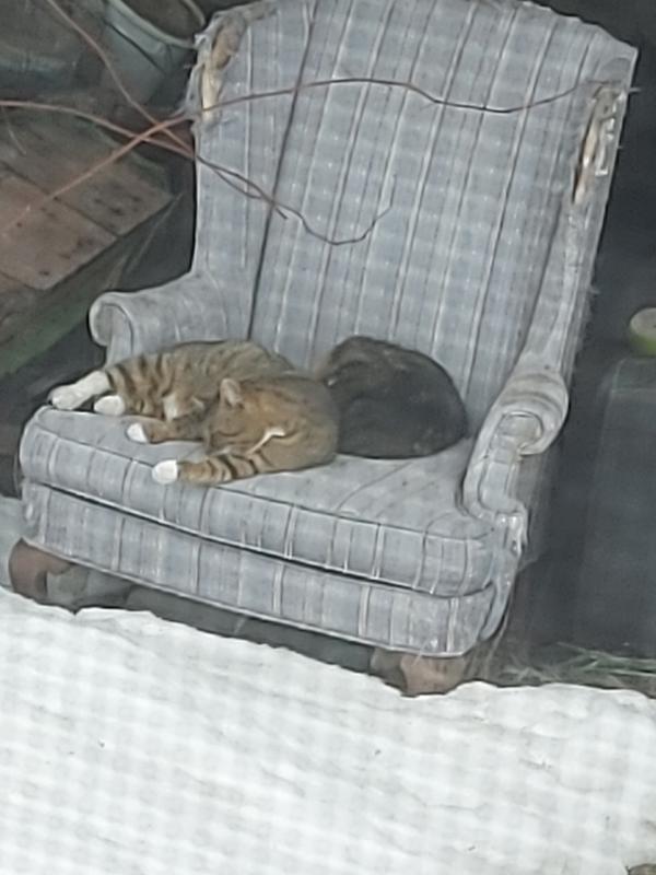 TIP AND GARFIELD. SNUGGLES