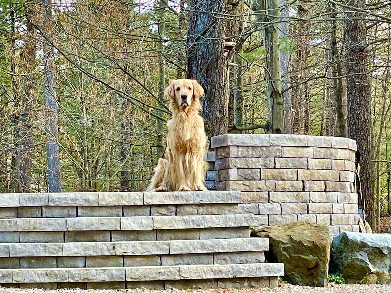 Squirrel watching.