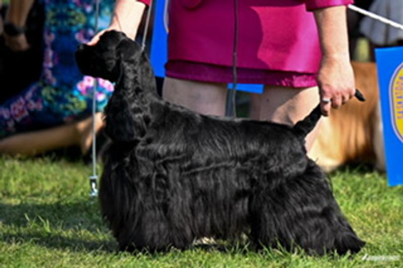 Maggie was third to get her Ch. title.