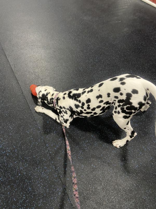 Her kong was full of kibble that day. She didn’t want to do anything in her puppy class that day but get the food out.