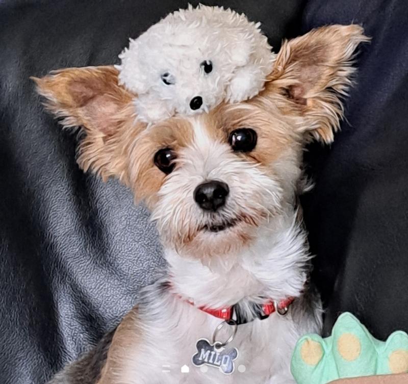 Milo the slayer of stuffies! 💖
