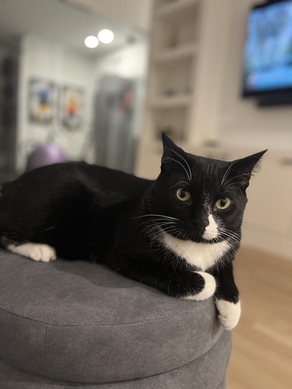 Sherlock loves any stool or perch