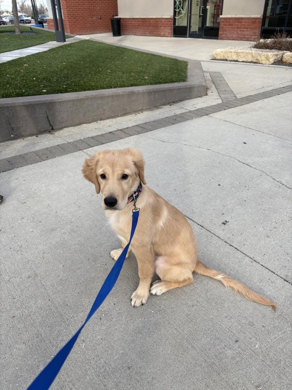 This is him now very healthy with his Purina Pro Plan diet