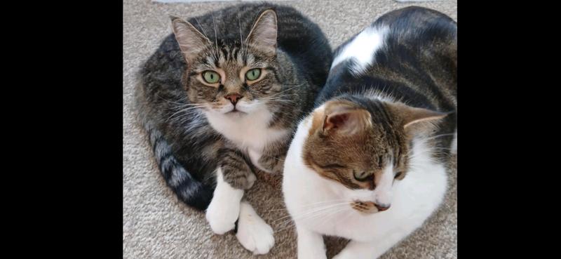 Photo - commentaire&nbsp;7.