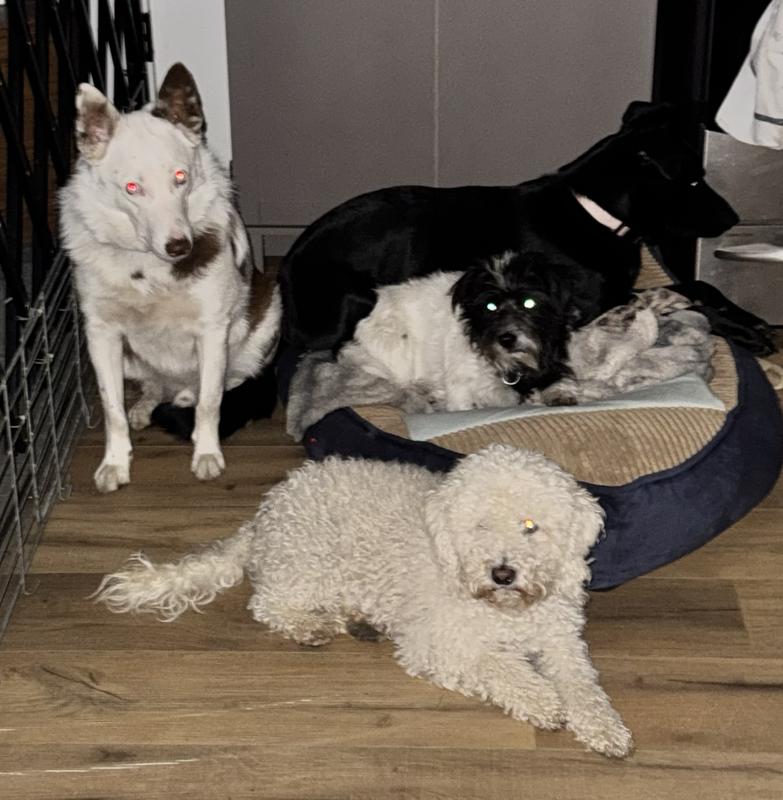 Purina one total cuteness