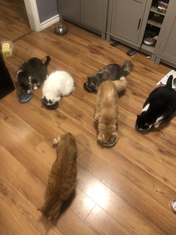 Breakfast time, fancy feast for the win!