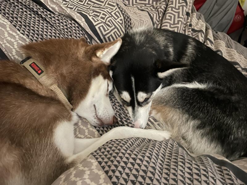 Having a little nap after filling their bellies with Purina Pro Plan Large Breed Shredded Chicken and Rice.