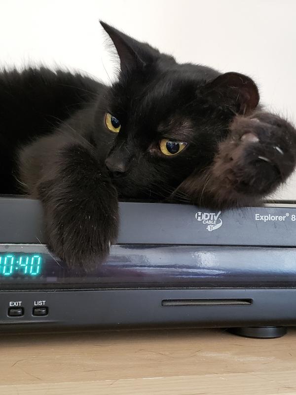 Maya