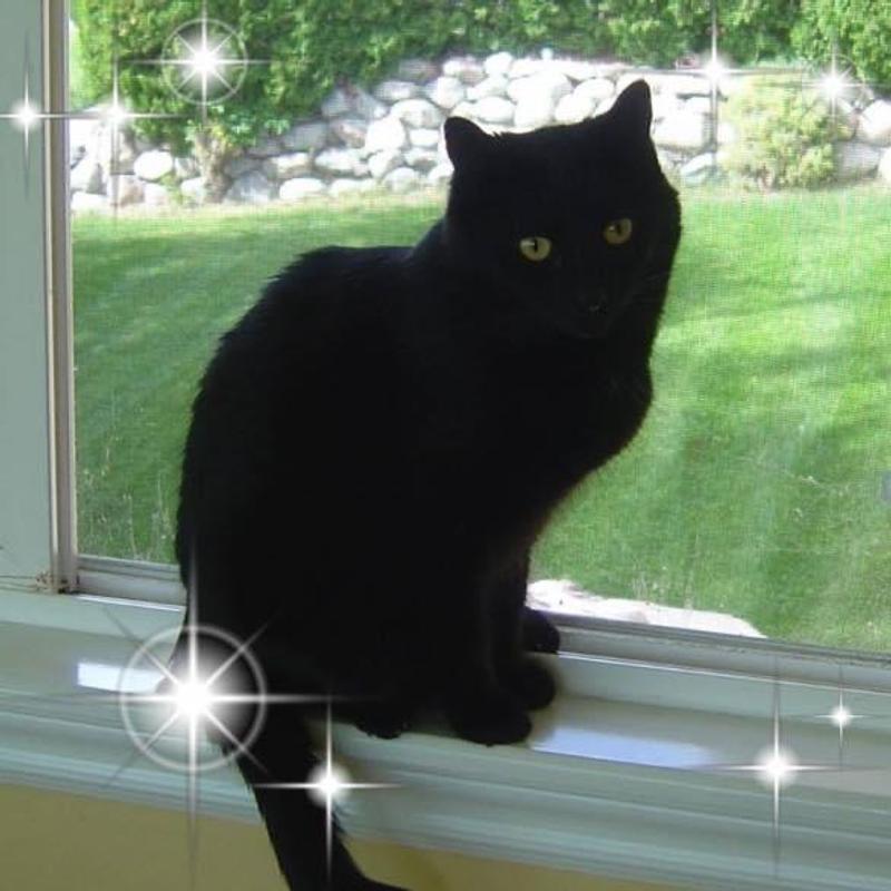 Photo - commentaire&nbsp;8.