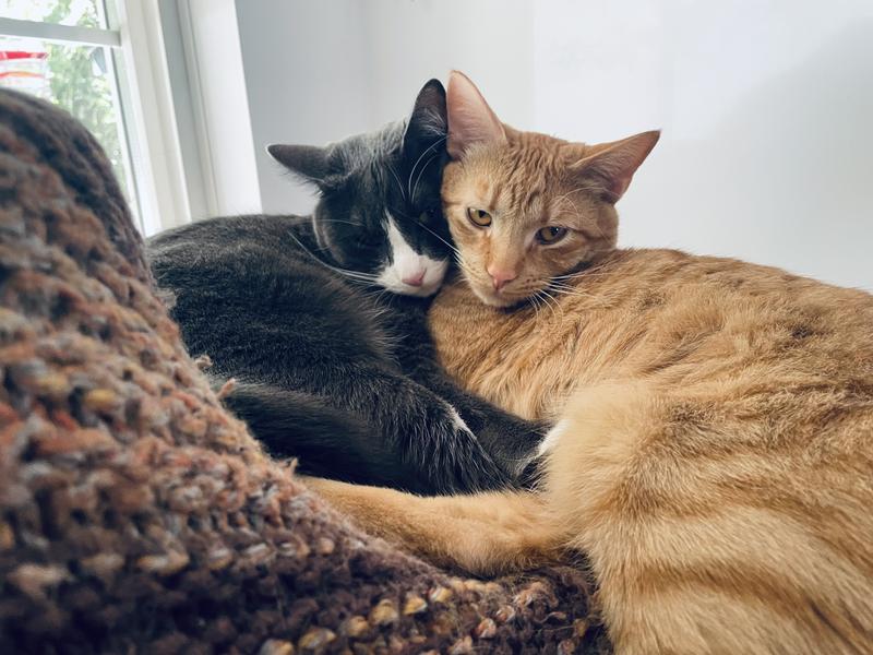 Smokey and the Bandit