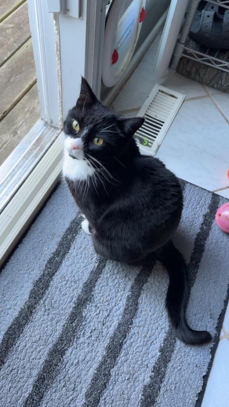 Winter waiting for her treat