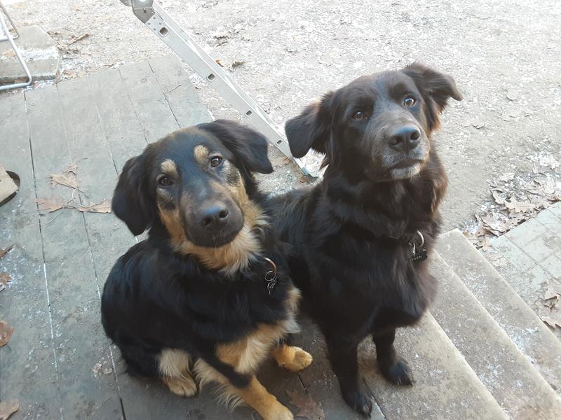 We will always happily wait for a dentalife snack!