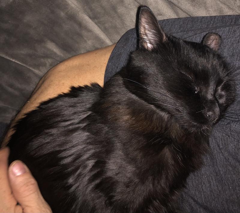 Happy and healthy kitty