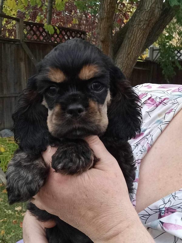 And #4, Tandy, is pointed and soon to finish.  All were raised on ProPlan Puppy food for it’s good nutrition making them all happy, healthy puppies with beautiful shiney coats and nonstop wagging tails!
