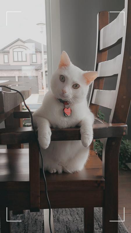 My cat Winston
