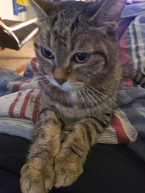 No more hairballs !!!