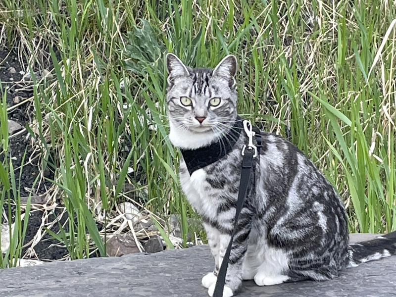 Rocky Mountaineer Zoe