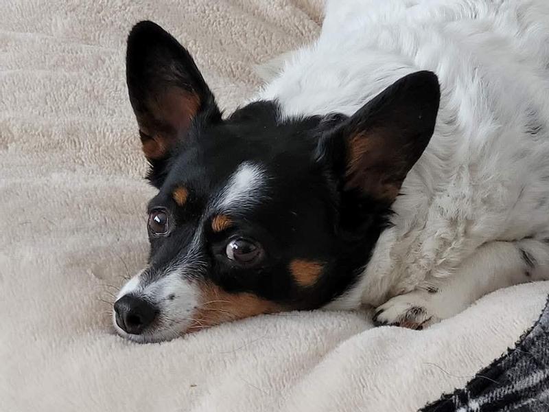 Photo - commentaire 4.