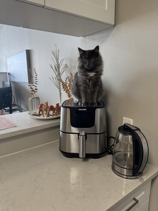 Kitten Beans, hoping for more Purina pro plan