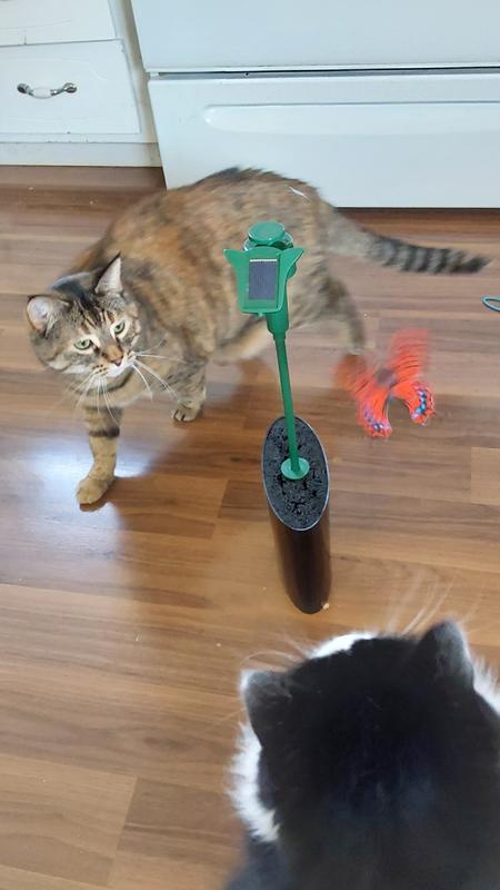 That butterfly is all mine