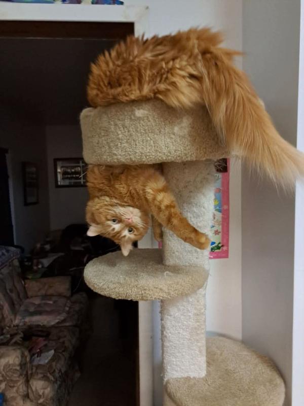 Any more treats and he won't fit!