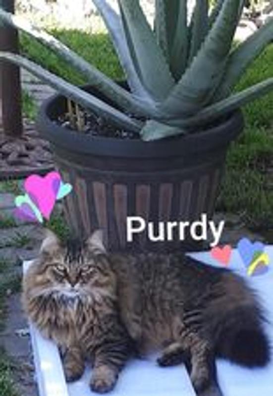 Purrdy relaxing in our secure yard  in Innisfil Ontario