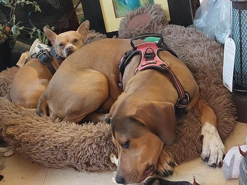 Bella & Sam having their afternoon nap after a full bowl of Purina dog food