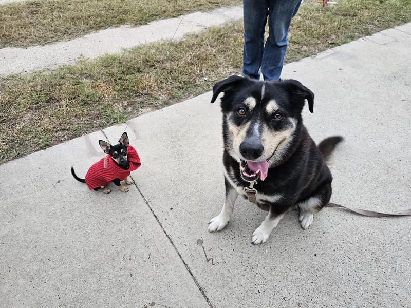 Frankie et Duke au Texas
