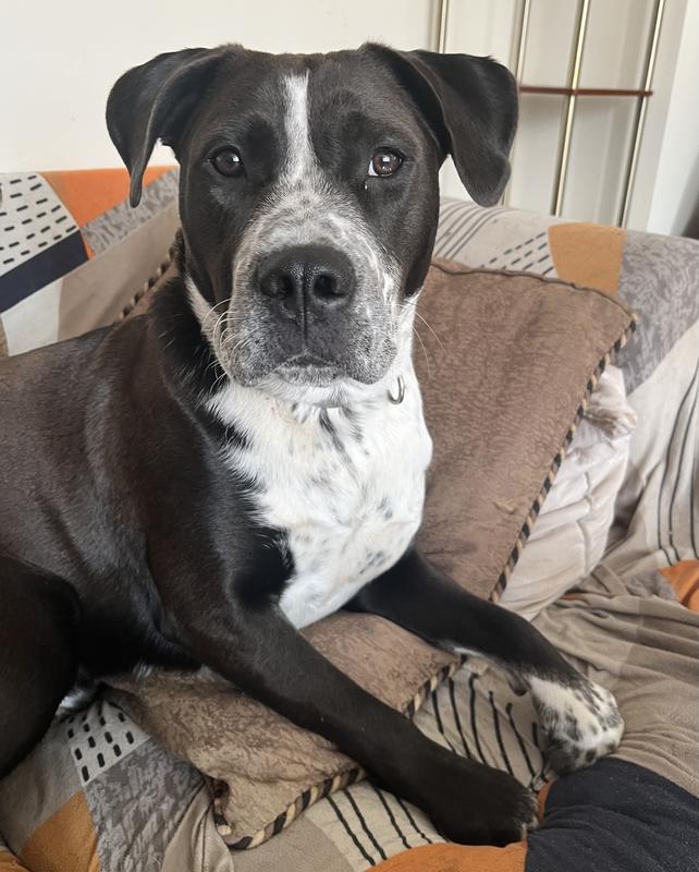 Am I a pretty puppy?