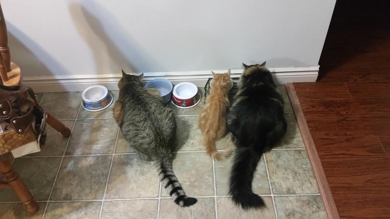 Kitties loving their food