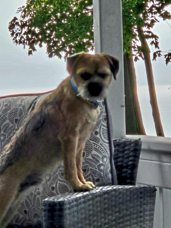 "Tiger" at the cottage