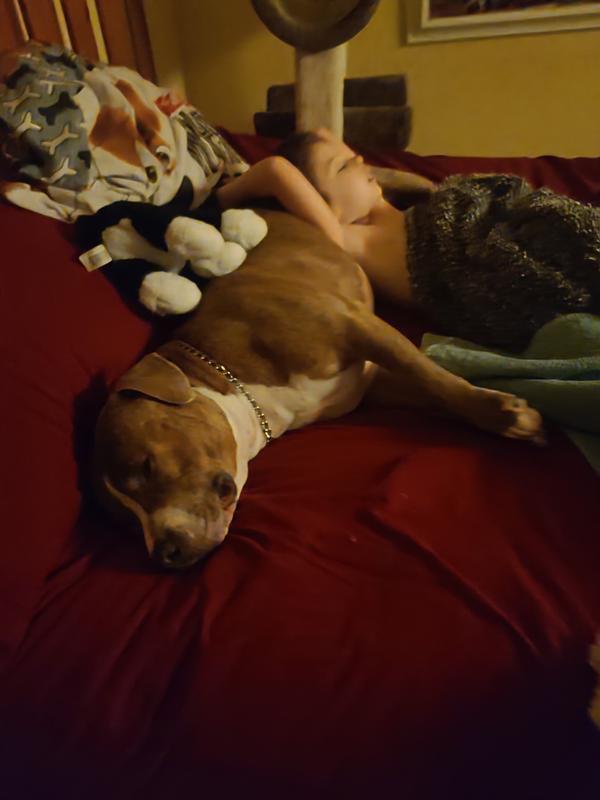 Nothing better than a Bully pillow